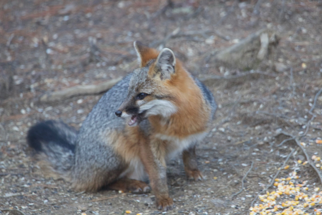 Grey Fox