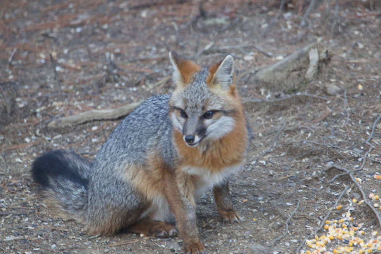 Grey Fox