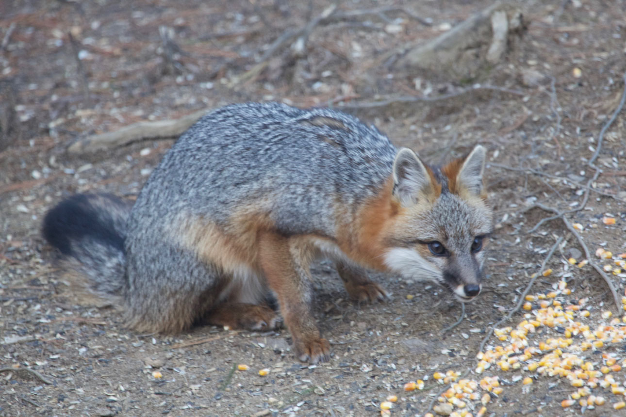 Grey Fox