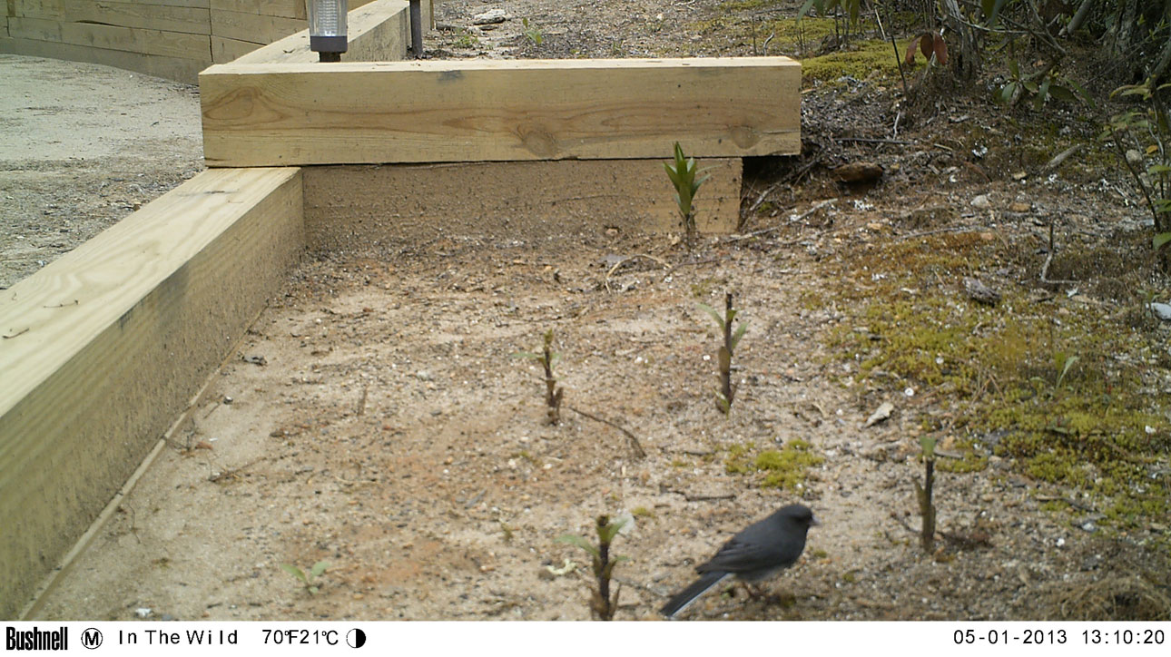 Dark-eyed junco