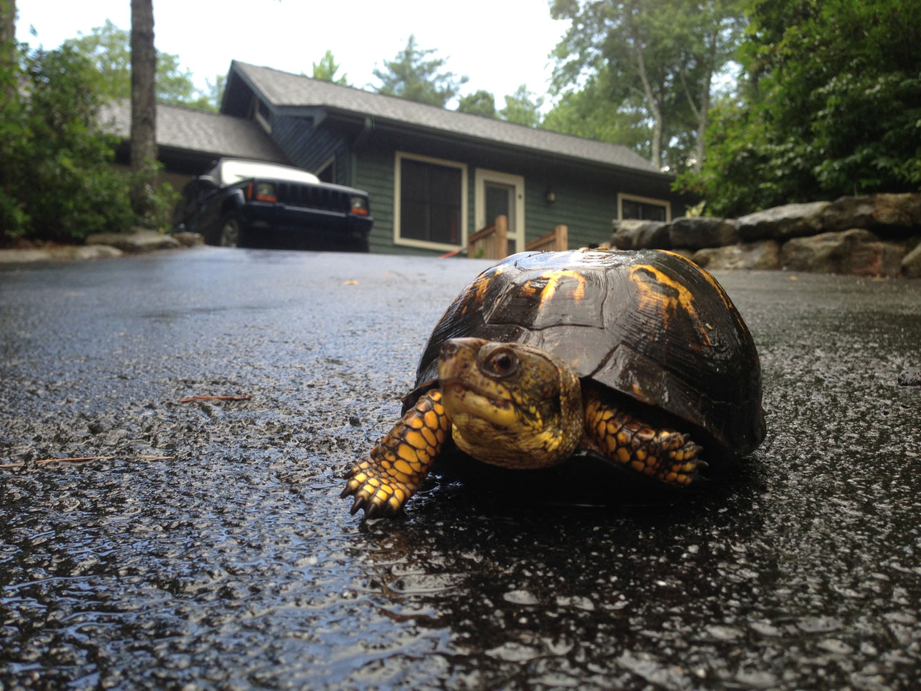 Eastern Box Turtle in driveway