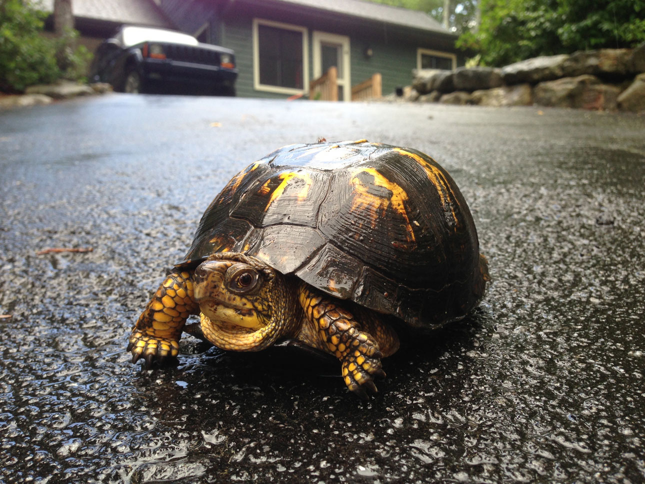 Eastern Box Turtle in driveway