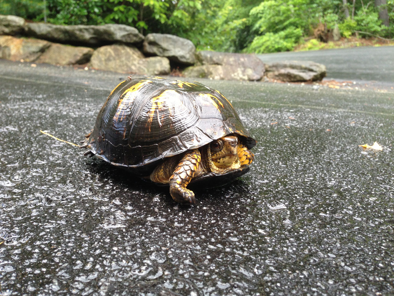 Eastern Box Turtle hiding