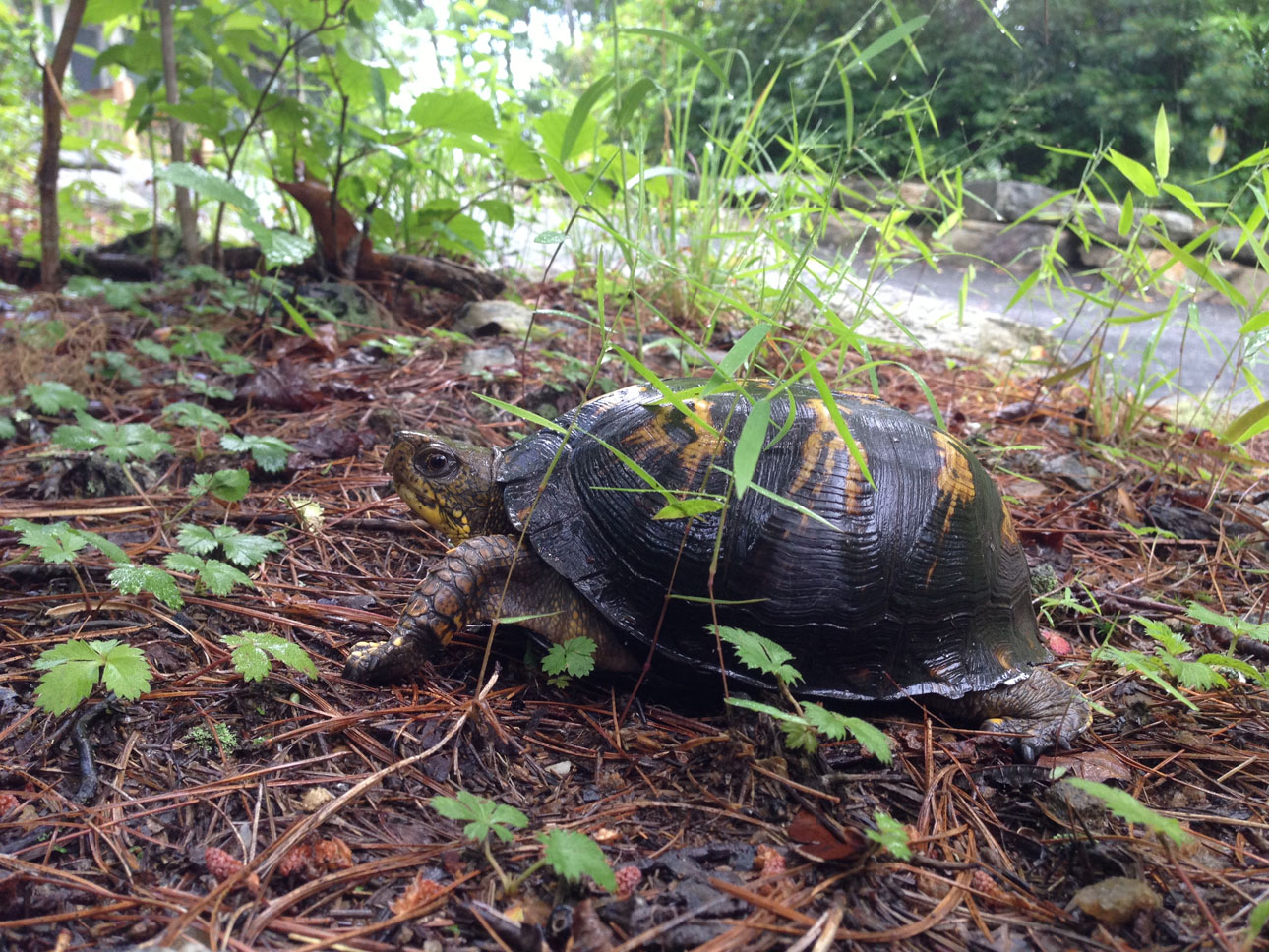 Eastern Box Turtle moving on