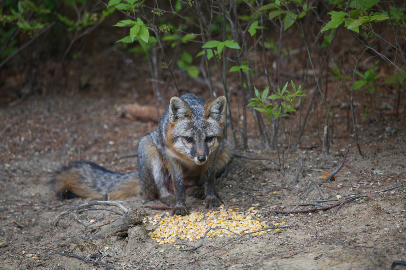 Gray Fox Looking Ahead