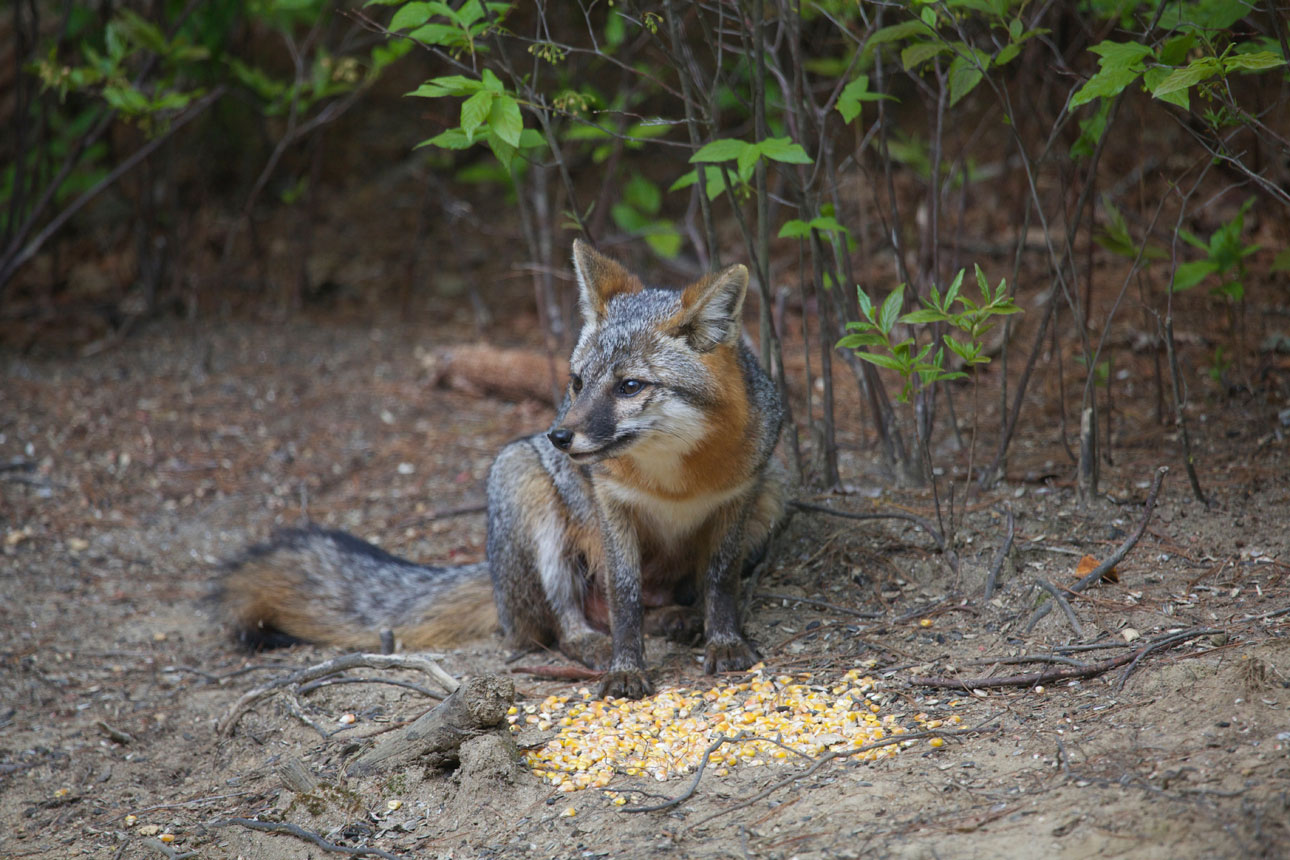 Gray Fox Looking Right