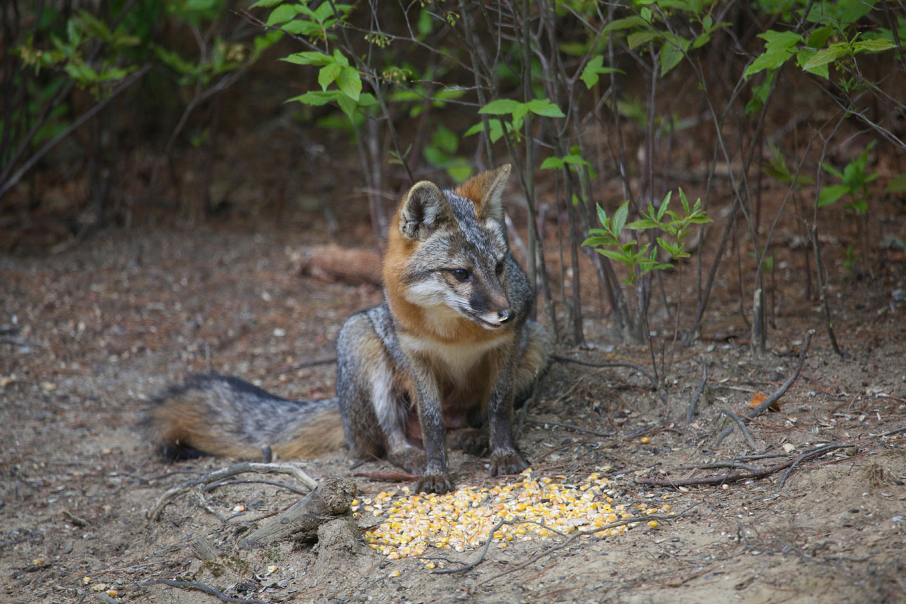 Gray Fox Looking Inquisitive