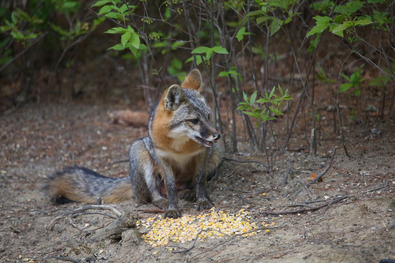 Gray Fox Looking Left