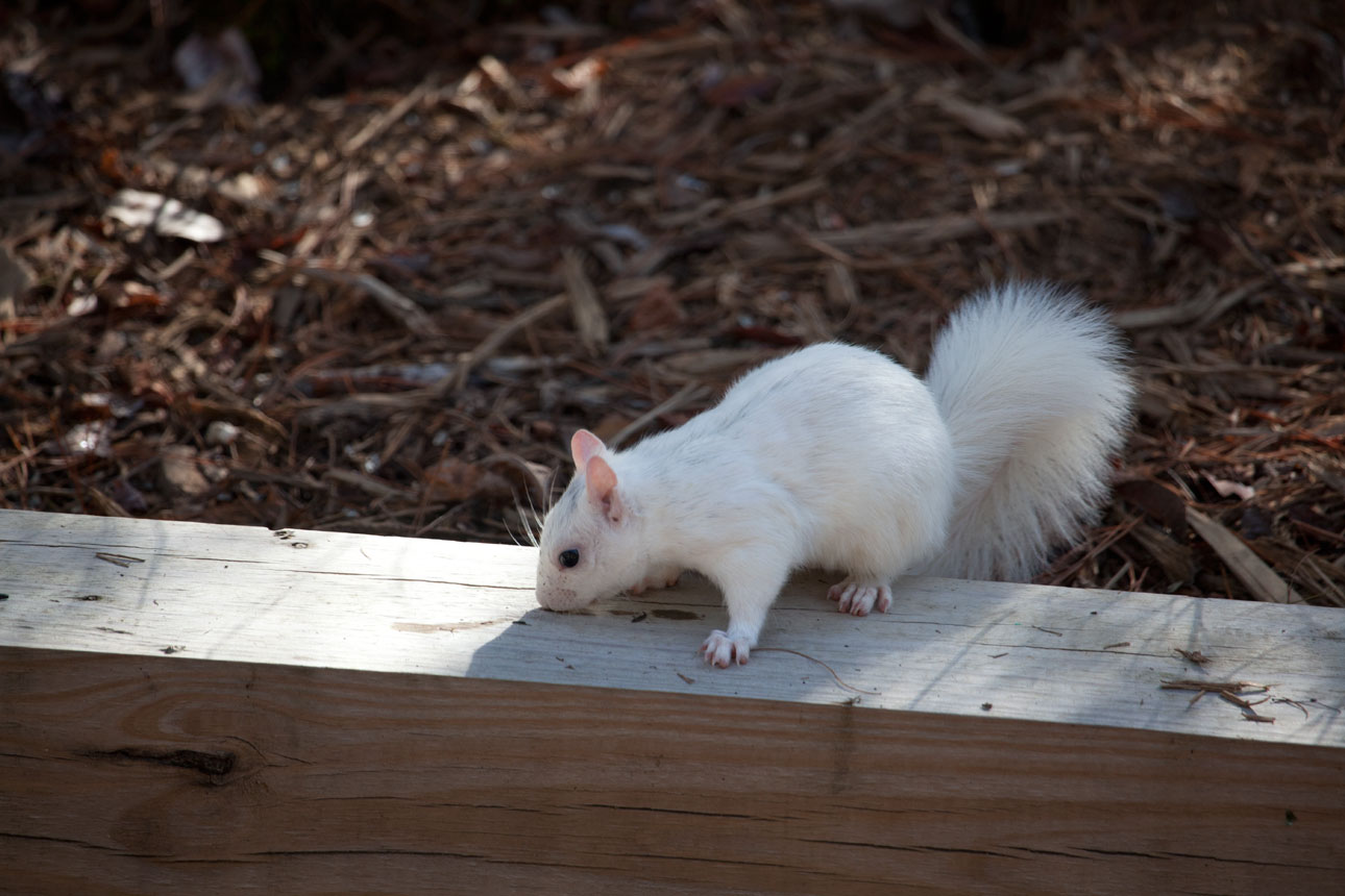 White Squirrel On Wall