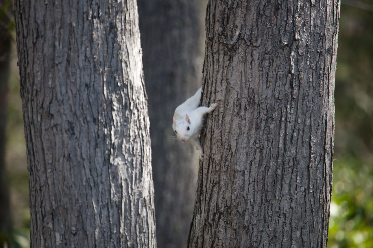 White Squirrel In Tree