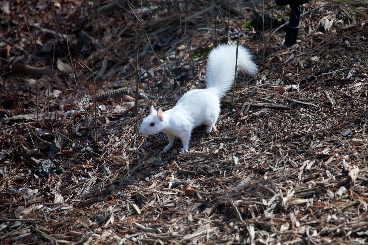 White Squirrel On Ground