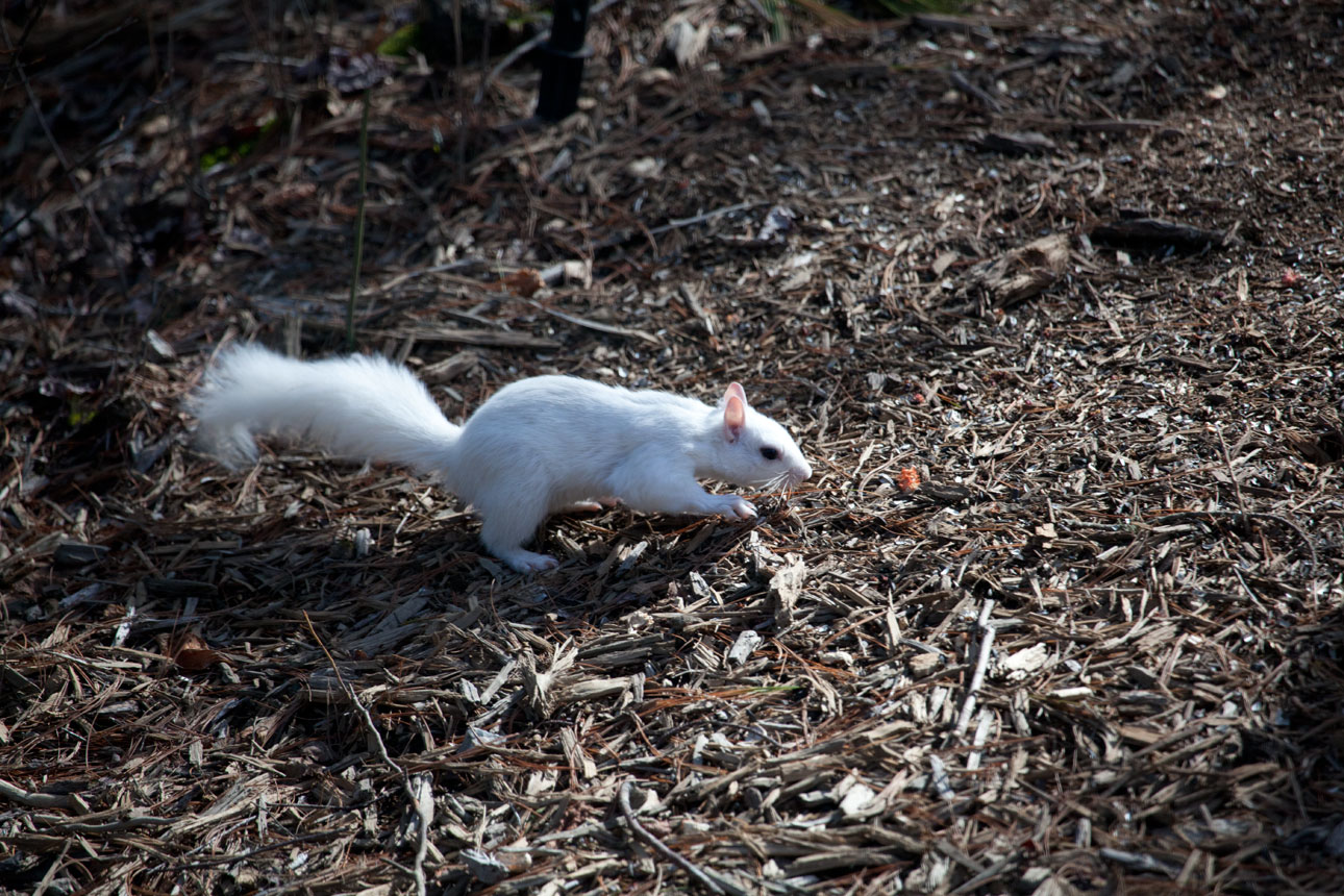 White Squirrel On Ground