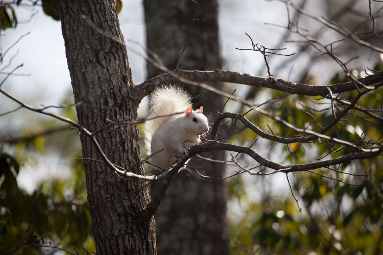 White Squirrel In Tree