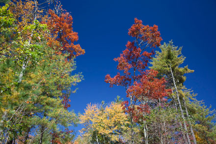 Fall Leaves