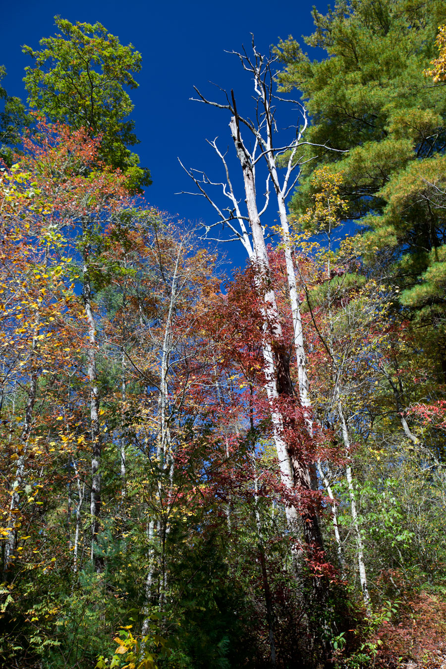 Fall Leaves