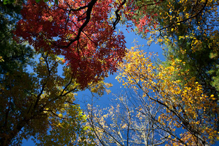 Fall Leaves