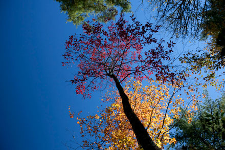 Fall Leaves