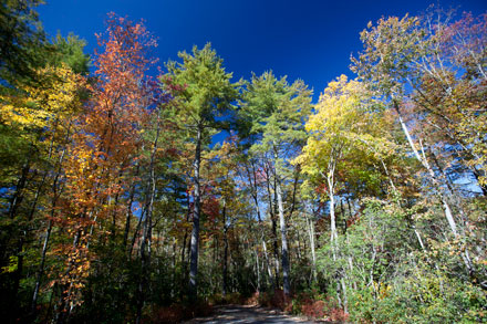 Fall Leaves