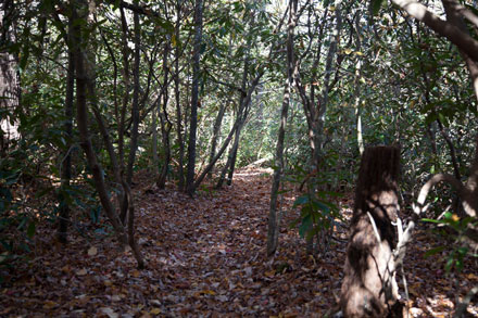 Rockhouse Falls Trail