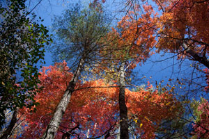 Fall Leaves on Rockhouse Cliff Spur Trail