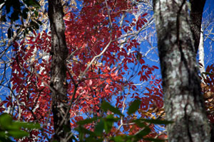 Fall Leaves on Rockhouse Cliff Spur Trail