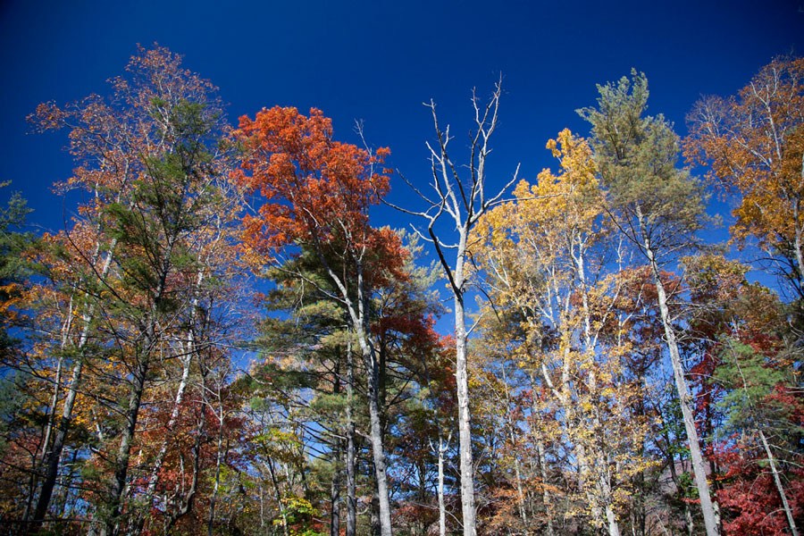 Fall Leaves