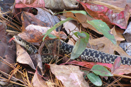 Snake at Rockhouse Falls