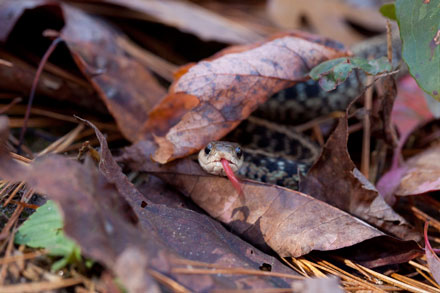 Snake at Rockhouse Falls