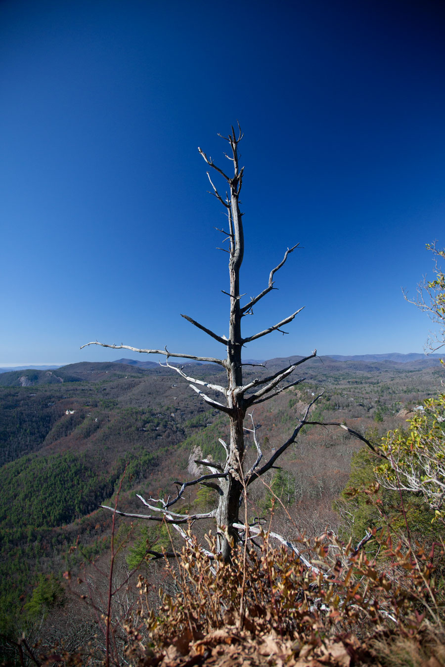 Whiteside Mountain Tree