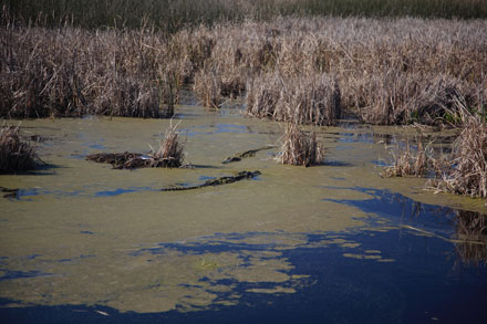 Alligators In Water