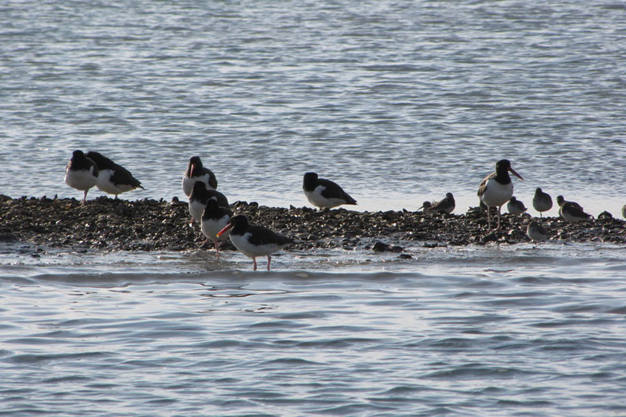 American Oystercatchers