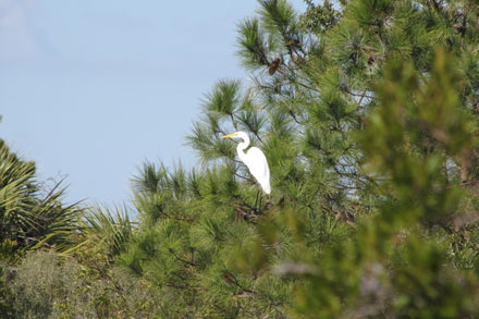 Great Egret In Pine Tree