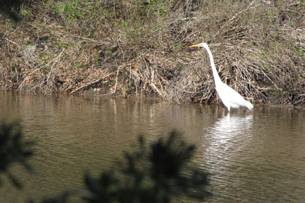 Great Egret In Water