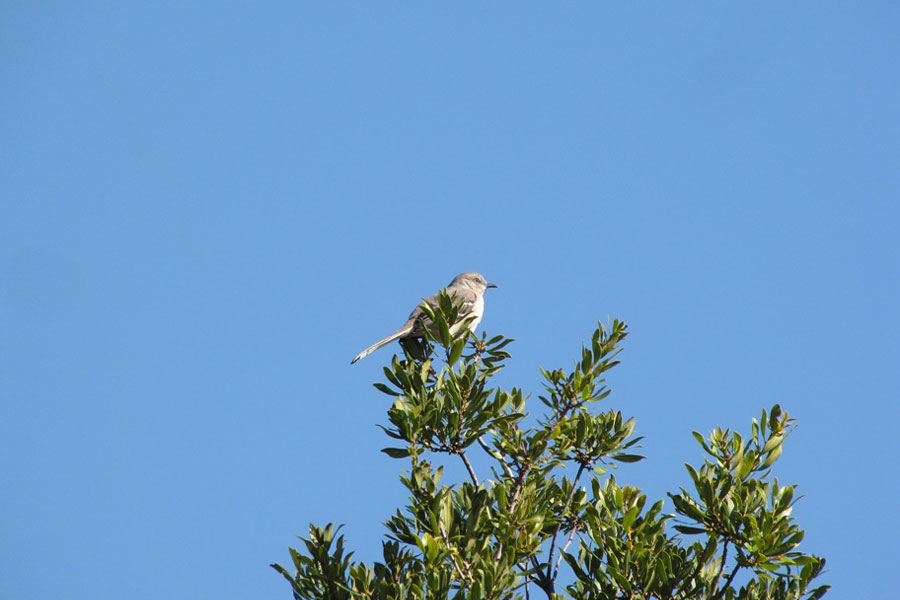 Northern Mockingbird In Tree