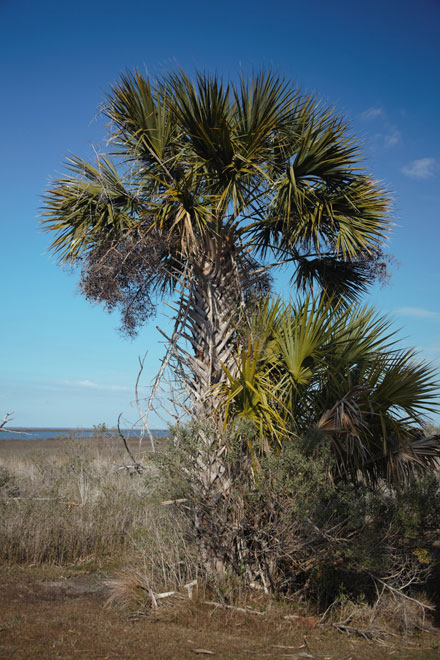 Palmetto Tree