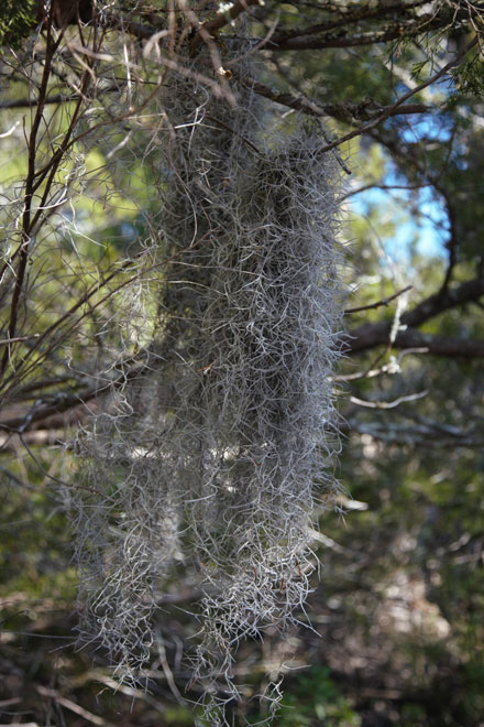 Spanish Moss