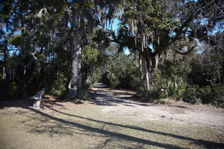 Trail On Bull's Island