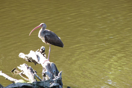 White Ibis