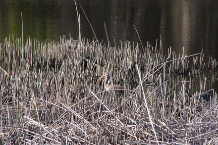 White Ibis