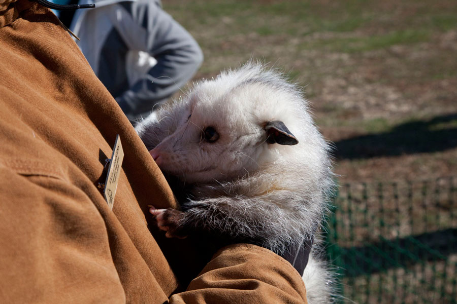 Possum at Chimney Rock, NC