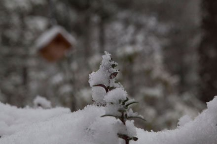 Snow On Herbs, Sapphire, NC