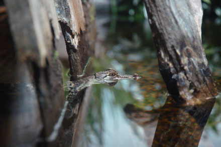 Alligator from above