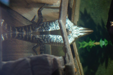 Alligator from underwater