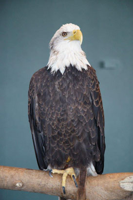 Bald Eagle