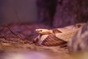 Copperhead snake