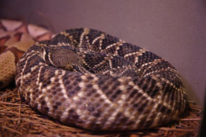 Diamondback snake