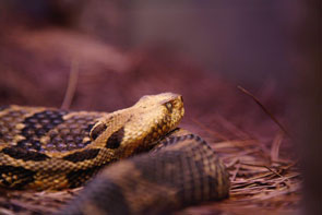 Eastern rattlesnake