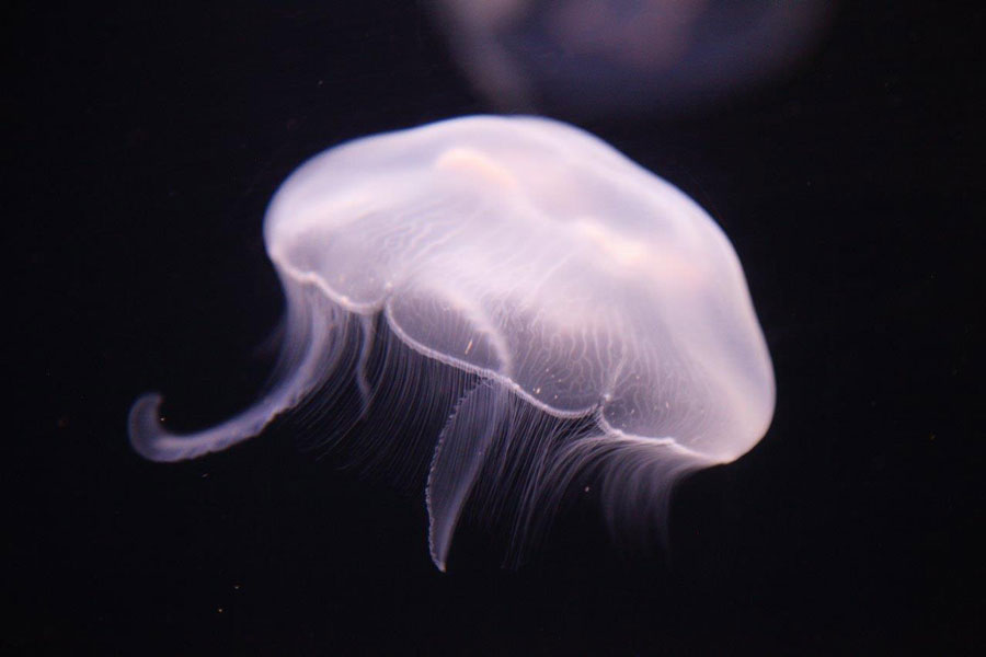 Jellyfish