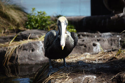 Pelican, looking down his beak