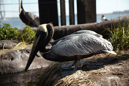 Pelican about to pounce